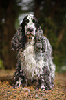 standing English Cocker Spaniel
