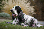lying English Cocker Spaniel
