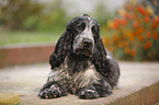 young English Cocker Spaniel