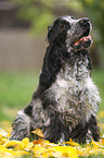 young English Cocker Spaniel