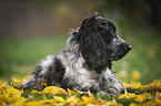 young English Cocker Spaniel