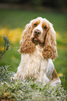sitting English Cocker Spaniel