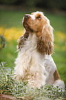 sitting English Cocker Spaniel