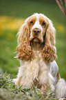 sitting English Cocker Spaniel