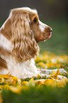 lying English Cocker Spaniel