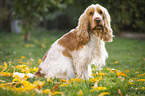 sitting English Cocker Spaniel