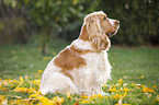 sitting English Cocker Spaniel