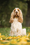 sitting English Cocker Spaniel
