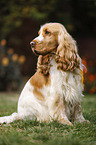 sitting English Cocker Spaniel
