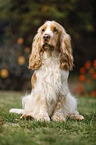 sitting English Cocker Spaniel
