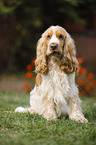 sitting English Cocker Spaniel