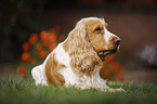 lying English Cocker Spaniel