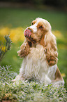 sitting English Cocker Spaniel