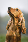 English Cocker Spaniel Portrait