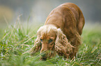 English Cocker Spaniel