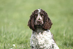 young English Cocker Spaniel