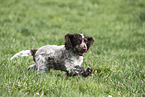 young English Cocker Spaniel