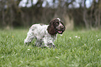young English Cocker Spaniel