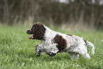 young English Cocker Spaniel