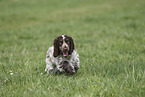 young English Cocker Spaniel