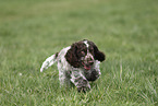 young English Cocker Spaniel
