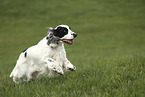 running English Cocker Spaniel
