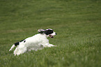 running English Cocker Spaniel