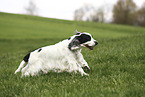 running English Cocker Spaniel