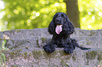 lying English Cocker Spaniel