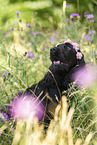 sitting English Cocker Spaniel