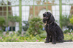 sitting English Cocker Spaniel