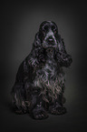 sitting English Cocker Spaniel