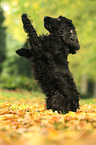 begging English Cocker Spaniel
