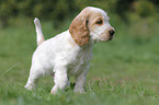 English Cocker Spaniel Puppy