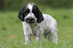 English Cocker Spaniel Puppy
