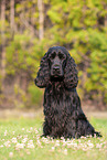 sitting English Cocker Spaniel