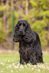 standing English Cocker Spaniel