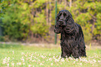 standing English Cocker Spaniel