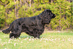 standing English Cocker Spaniel
