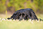 lying English Cocker Spaniel