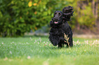 running English Cocker Spaniel