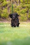 running English Cocker Spaniel
