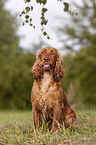 sitting English Cocker Spaniel