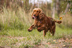 running English Cocker Spaniel