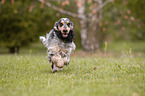 running English Cocker Spaniel