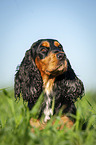 lying English Cocker Spaniel