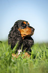 lying English Cocker Spaniel