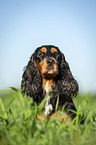 lying English Cocker Spaniel