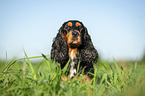 lying English Cocker Spaniel