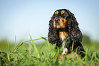 lying English Cocker Spaniel